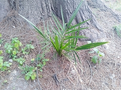 Phoenix canariensis