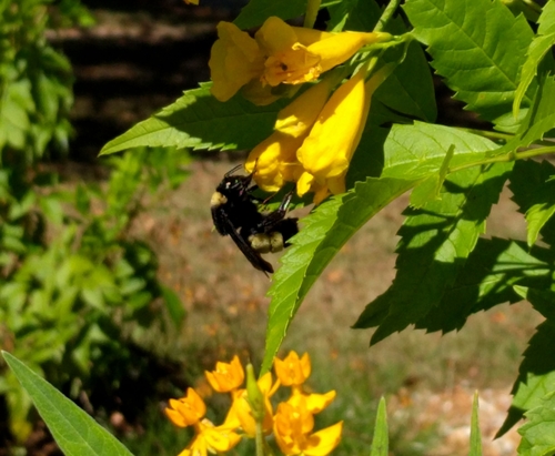 American Bumble Bee photographed in Louisiana