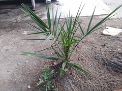Phoenix canariensis
