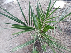 Phoenix canariensis