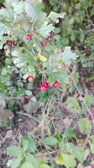 Crataegus monogyna