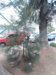 Casuarina equisetifolia
