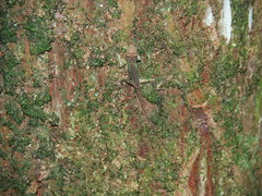 Diploderma polygonatum xanthostomum