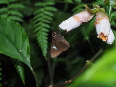 Notocrypta feisthamelii