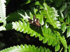 Notocrypta feisthamelii