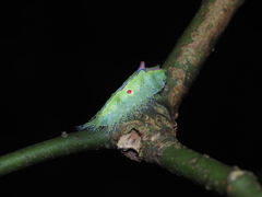 Griseothosea fasciata