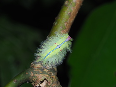 Griseothosea fasciata