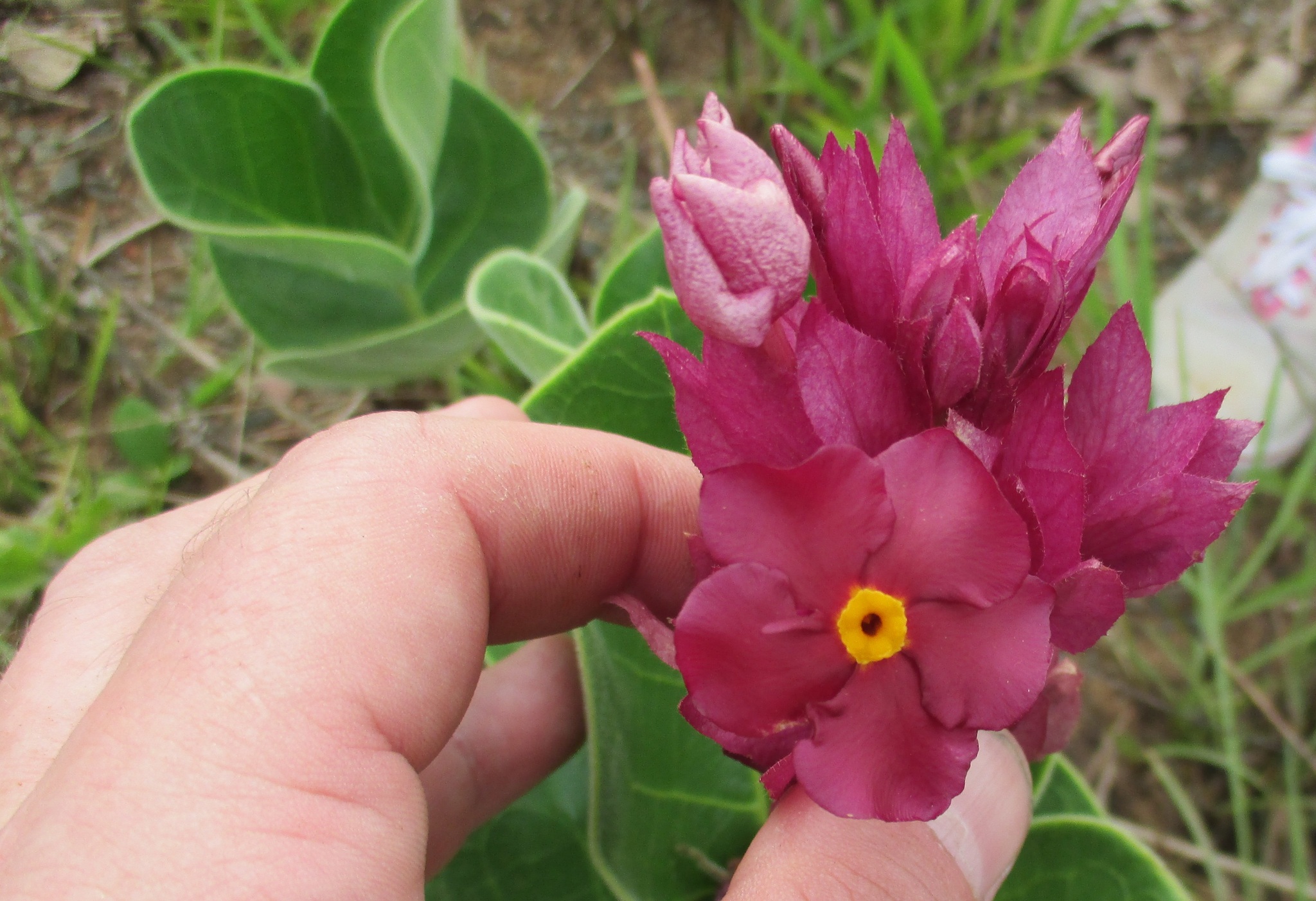 Rhodocalyx rotundifolius