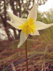 Erythronium helenae