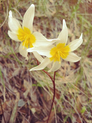 Erythronium helenae