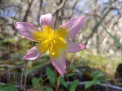 Erythronium helenae