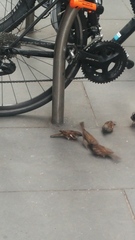 Passer domesticus