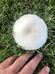 Leucoagaricus leucothites