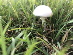 Leucoagaricus leucothites