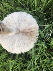 Leucoagaricus leucothites