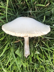 Leucoagaricus leucothites