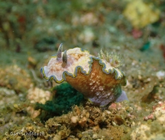 Glossodoris