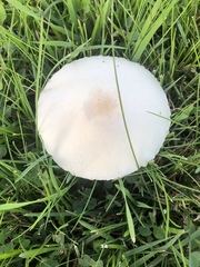 Leucoagaricus leucothites