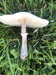 Leucoagaricus leucothites