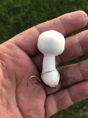 Leucoagaricus leucothites