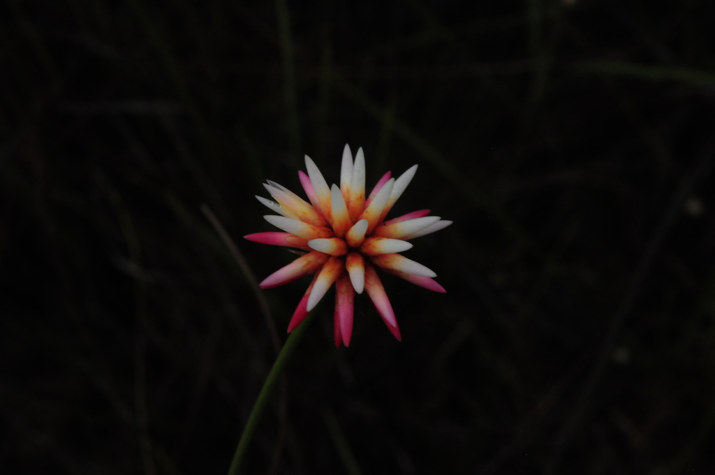 Schoenocephalium teretifolium