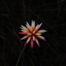 Schoenocephalium teretifolium - Photo (c) Carlos Torrente,  זכויות יוצרים חלקיות (CC BY-NC), הועלה על ידי Carlos Torrente