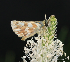 Spialia sertorius
