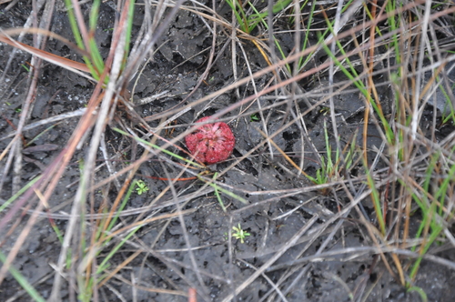 Drosera esmeraldae