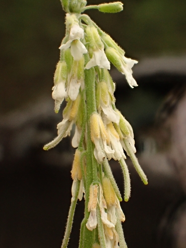 Boechera polyantha