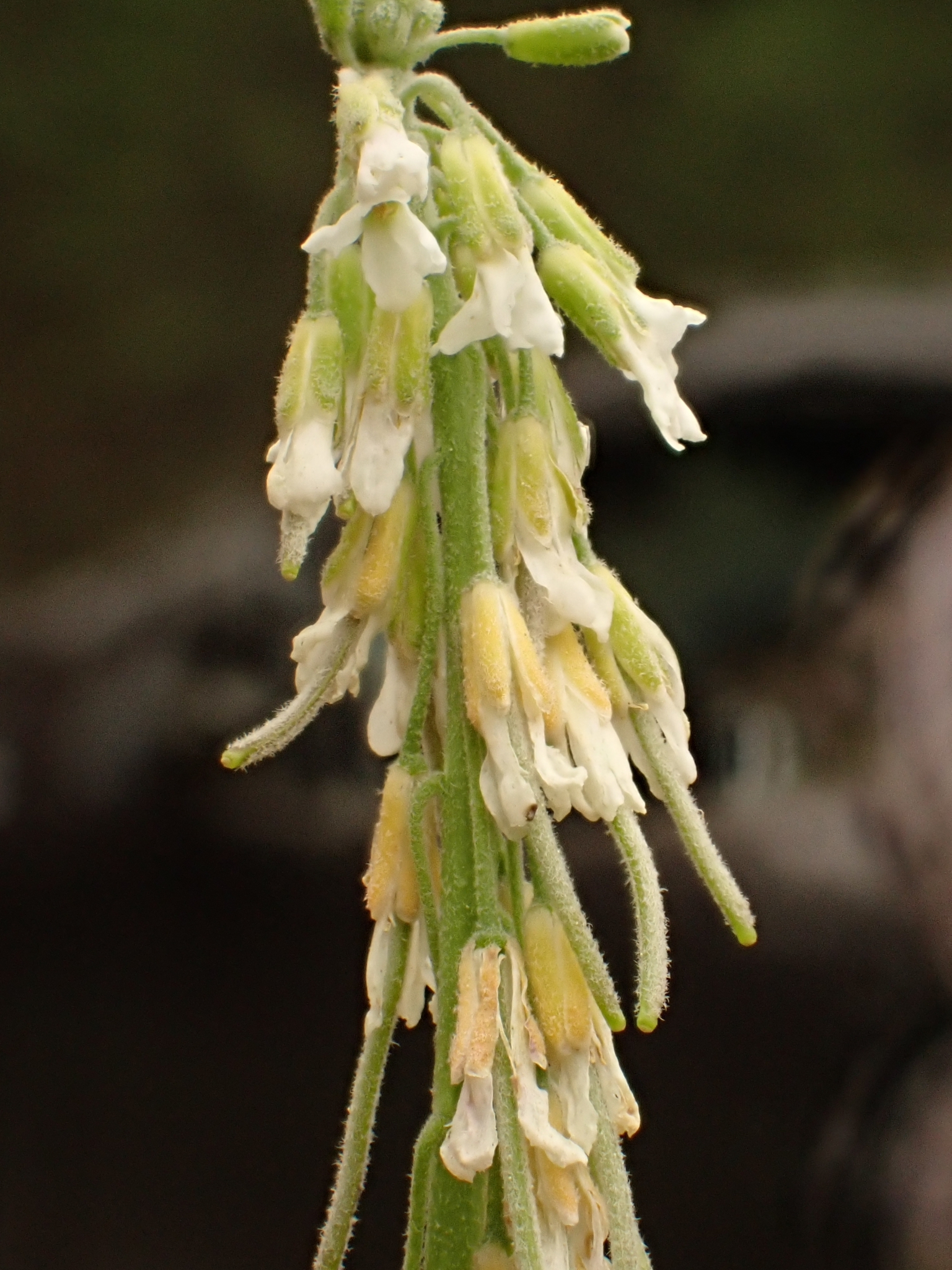 Boechera polyantha