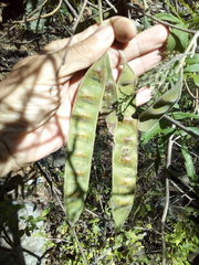 Conzattia multiflora