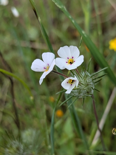 mustang clover (Leptosiphon montanus)