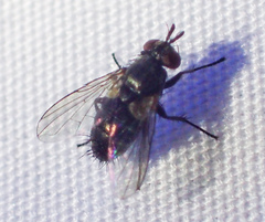 Phytomyptera