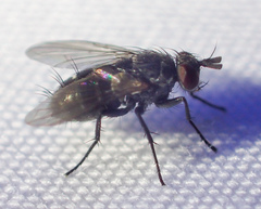 Phytomyptera