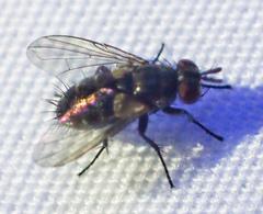 Phytomyptera