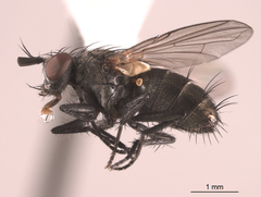Phytomyptera