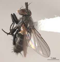 Phytomyptera