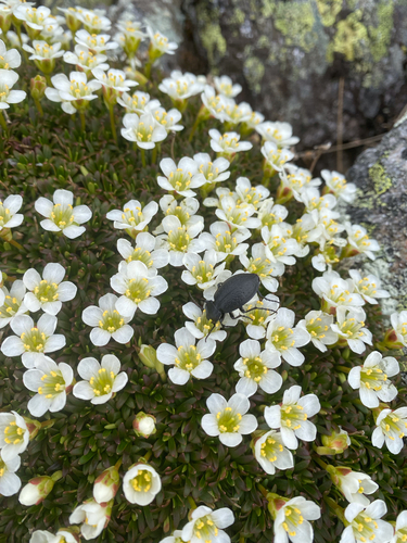 Diapensia