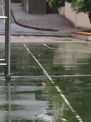 Callosciurus erythraeus