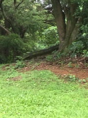 Callosciurus erythraeus