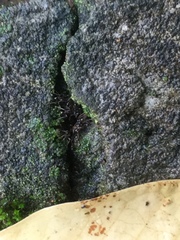 Callosciurus erythraeus