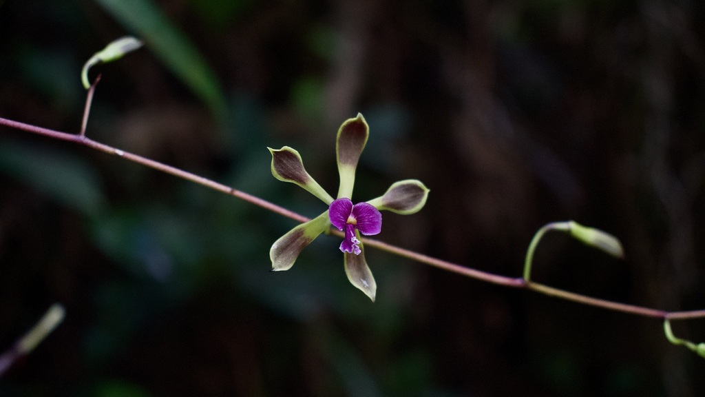 Encyclia howardii