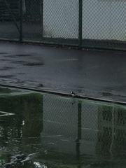 Callosciurus erythraeus