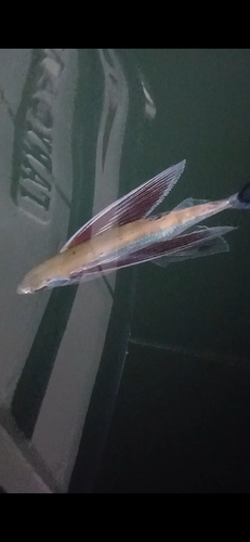 Atlantic flyingfish (Cheilopogon heterurus) — Exocoetidae
