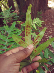 Polypodium scouleri image