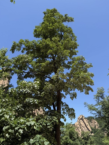 Tilia mandshurica, photograph 6