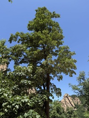 Tilia mandshurica, photograph (c) Jane Charlen, some rights reserved (CC BY)