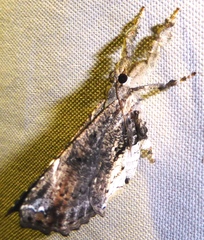 Masca abactalis