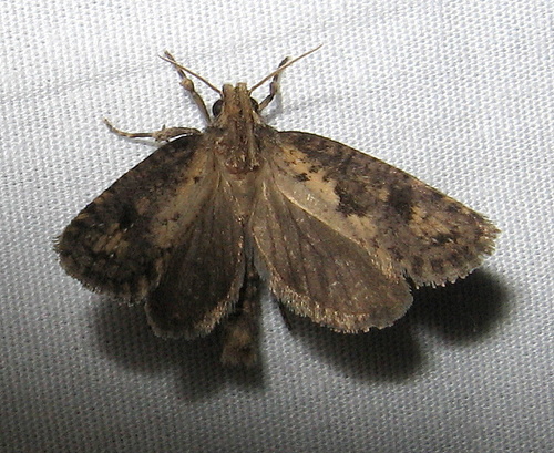 Clemens' Grass Tubeworm Moth