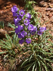 Campanula speciosa